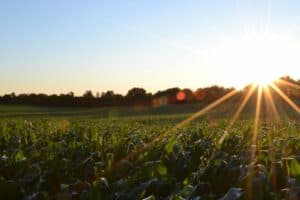 green corn field under a clear blue sky, early morning light